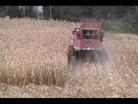 Massy Ferguson 8570 Taking corn off Scott Schriebe...