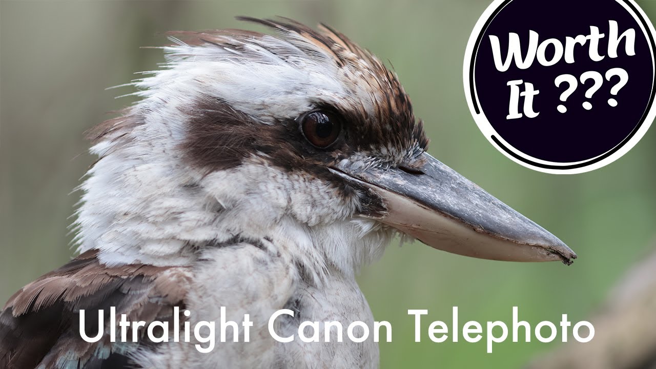 Canon EF 300mm f4 L IS Review - Ancient, But Still Capable Lens