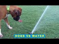 Dogs vs Water - Cute and Funny Dog Videos