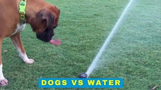 Dogs vs Water - Cute and Funny Dog Videos by Cheekcheeks 883 views 2 years ago 11 minutes, 34 seconds