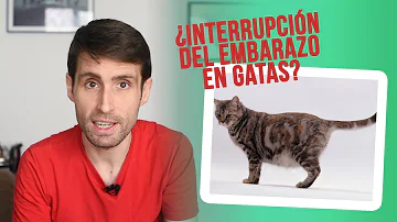 ¿Puede un mapache dejar embarazada a una gata?