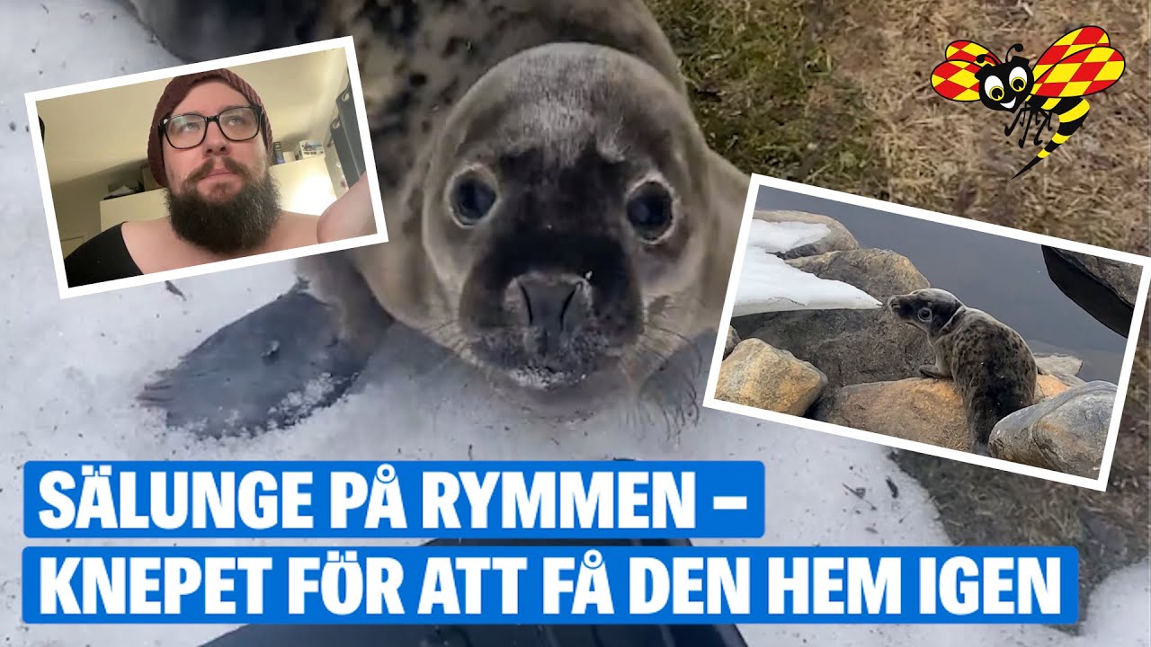 Hittade sälunge i trädgården – en kilometer från kusten i Skelleftehamn