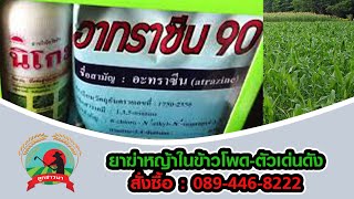 ยาฆ่าหญ้าในข้าวโพด-ตัวเด่นดัง