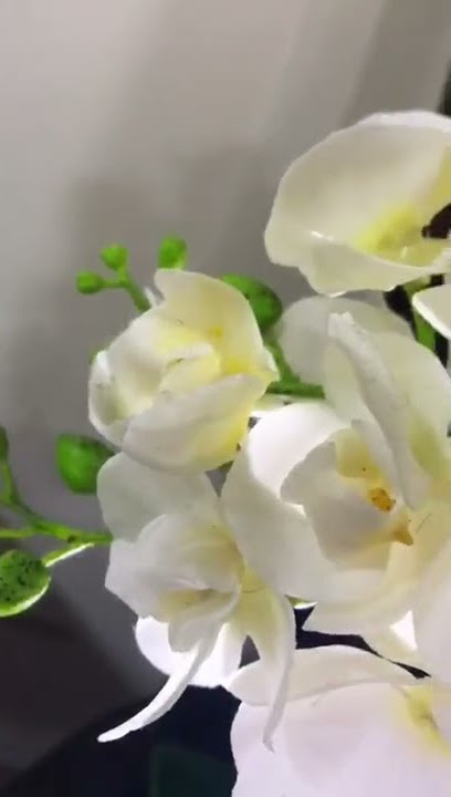 Fiori White Orchid Plant I best orchid plant for you home and office I orchid plant for sale #shorts