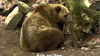Ouwehands Dierenpark met Berenbos