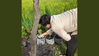 Download Lagu Syukur Membuatku Kaya MP3