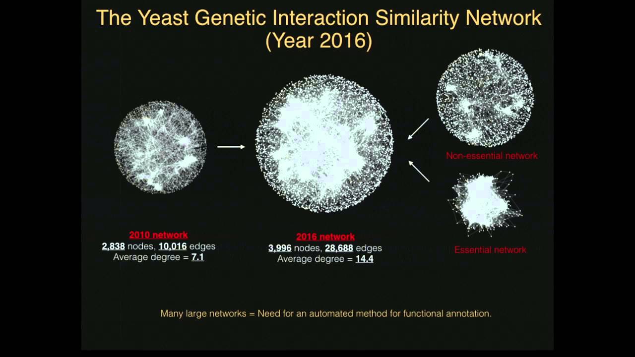 Systematic Functional Annotation of the 2016 Yeast Genetic Interaction ...