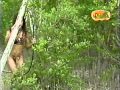 Guatauba All Crew Freestyle - Daddy Yankee, Don Chezina, Mexicano.wmv