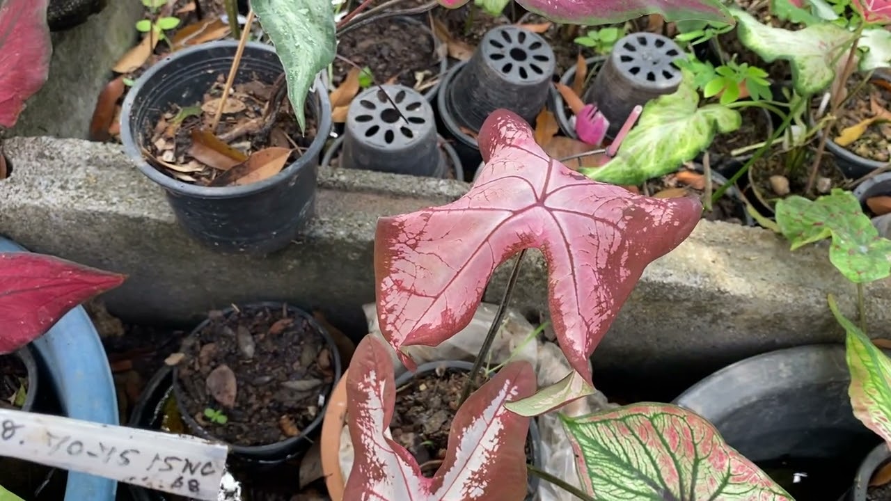 27กพ.69บอนสีบ้านน้องเต้าหู้🐶🦞โทไล085-0508850มีปลายท./ต.แถม🐶🦞🙏❤️