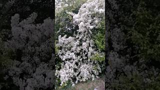 Всё вокруг цветёт и благоухает 😍 #новокузнецк #лето #яблоницветут
