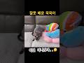 누가 보면 오해하겠어… 꾹꾹이를 잘못배운 고양이🐱#shorts #shortsvideo #funnycats #catlife #cutecat