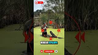 Orang ini nekat banget😱#trending #youtubeshorts #ytshorts #shorts