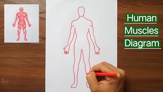 Muscular System Anatomy Diagram  Human Muscle Drawing   theanatomylab