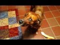 Dog focal seizure