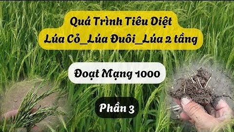 Đoạt mạng 1000_ Diệt lúa cỏ, lúa đuôi, lúa 2 tầng đang nảy mầm | Nông Dân Miền Tây.