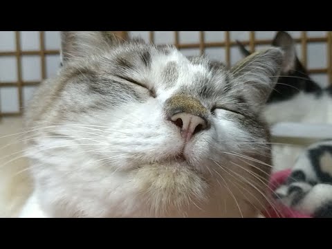 かご猫LIVE配信　210619