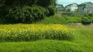 ＪＲ烏山線 車窓のひまわり小塙駅→滝駅間 2023.8.20 12:48 宝積寺駅乗車。