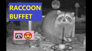 🦝 RACCOONS BUFFET FUN 😍 Video for cats and dogs | Wildlife Support. Animals and Birds feeding by Relaxing Videos for Cats, Dogs, and People. 224 views 3 years ago 12 minutes, 26 seconds