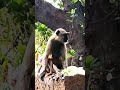 Dikatu Monkey Eting Music Shortvideo Funny