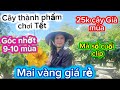 21-10-2025☎️0332320656📲mai vàng giá rẻ xã lo liền cốt 25k cây-báo mã số cay thành phẩm chơi Tết