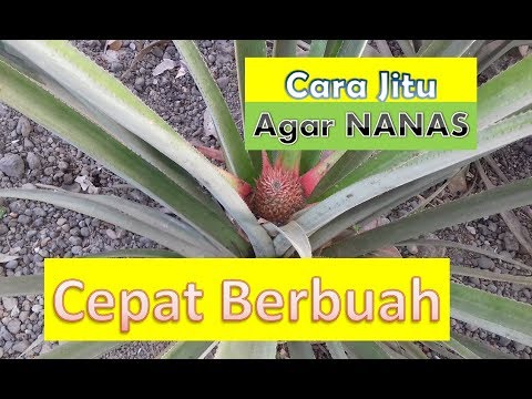 Video: Nanas dalam pot: penanaman, perawatan, fitur penyiraman, foto