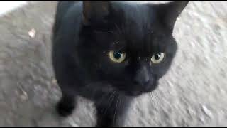 Adorable cat running through the road and meow  meow. by City cats short 990 39,263 views 1 year ago 1 minute, 21 seconds