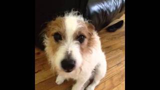 Dogs reaction to eating soap