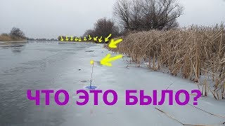 ЧТО МОЖЕТ СЛУЧИТЬСЯ ЕСЛИ ОСТАВИТЬ ЖЕРЛИЦЫ БЕЗ ПРИСМОТРА!