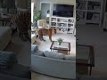 Episodes 146 🐯🐶🐱 Brave Cat Jumps on Tiger to Protect the House | CCTV Animal World