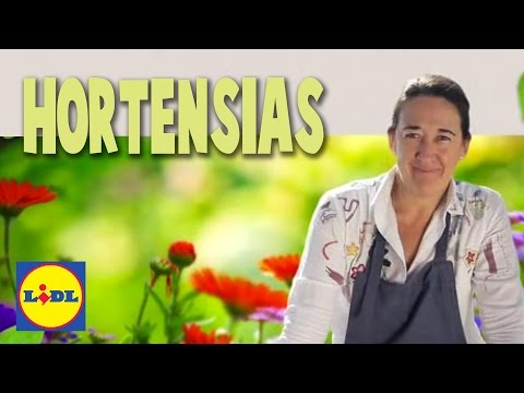 Video: Hortensias - plantación y cuidado