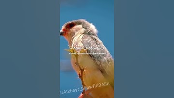 تلاوة خاشعة ماهر المعيقلي "إن المسلمين والمسلمات" سورة الأحزاب
