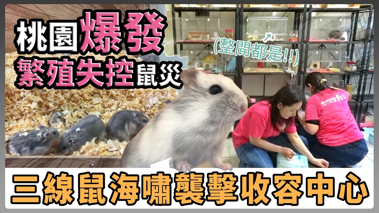 【愛鼠現場】再傳超大型倉鼠救援案!! 三線鼠海嘯襲擊收容中心!!! 桃園爆發繁殖失控鼠災｜愛鼠協會救援案件報導