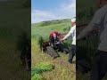oat harvesting, reaper binder, high efficiency!