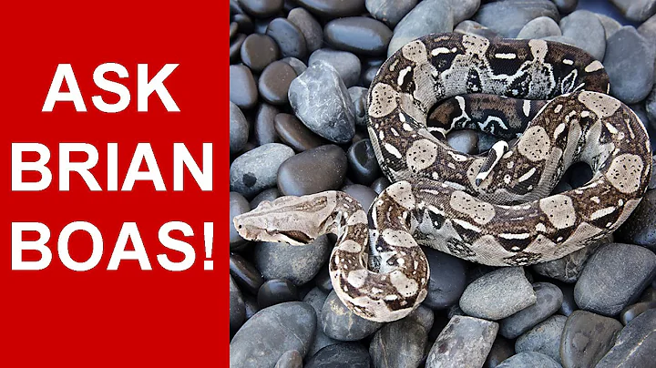 Ask Brian Boas: YOUR Boa Constrictor Questions Ans...