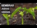 Como Sembrar Judías Verdes En El Huerto || Como Cultivar || La Huertina De Toni