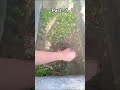 aaj dhaniya ko harvest kat liya#garden #vlogs #gardening #shortvideo #dhania #food #nature #shorts