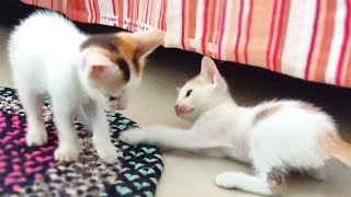 Little kittens extreme fighting!!! || Nitin Nutun by Nitin Nutun 84 views 2 years ago 3 minutes, 1 second