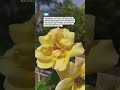 Belajar Bahagia Dengan Kesederhanaan. Nikmati Hidup Apa Adanya #shortvideo