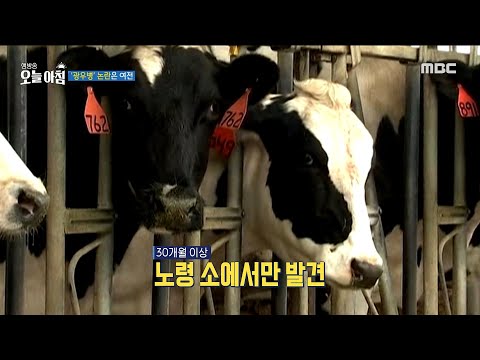 [생방송 오늘 아침] &amp;#39;광우병&amp;#39; 논란은 <strong>여전</strong>, MBC 250318 방송