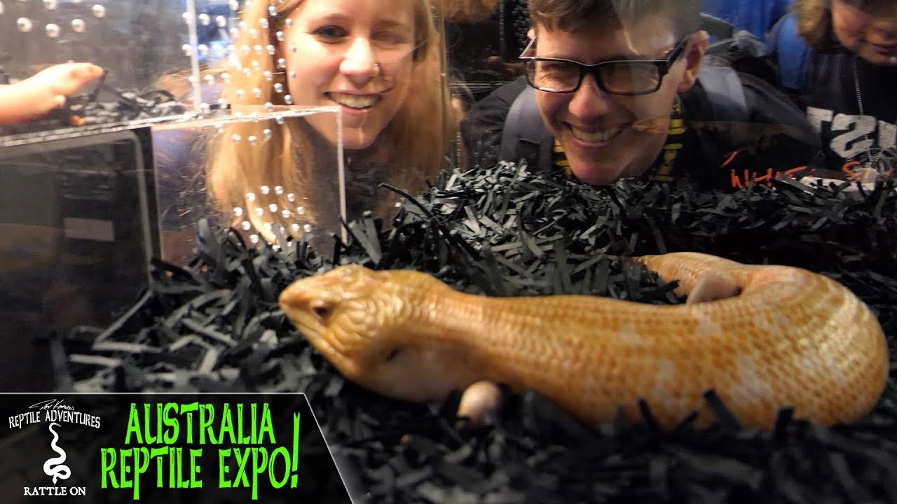REPTILE EXPO TOUR IN BRISBANE, AUSTRALIA! (RepX Australia Reptile Expo