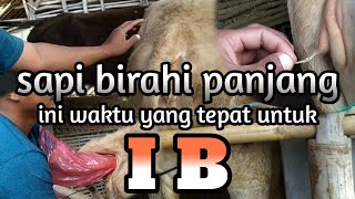 WAKTU IB YANG TEPAT PADA KASUS SAPI BIRAHI PANJANG #inseminasisapi #repeadbreeding