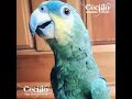 Papagaio Dizendo Bom Dia 