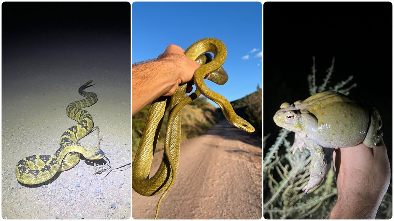 INSANE Arizona Herping - Tons of SNAKE Variety!