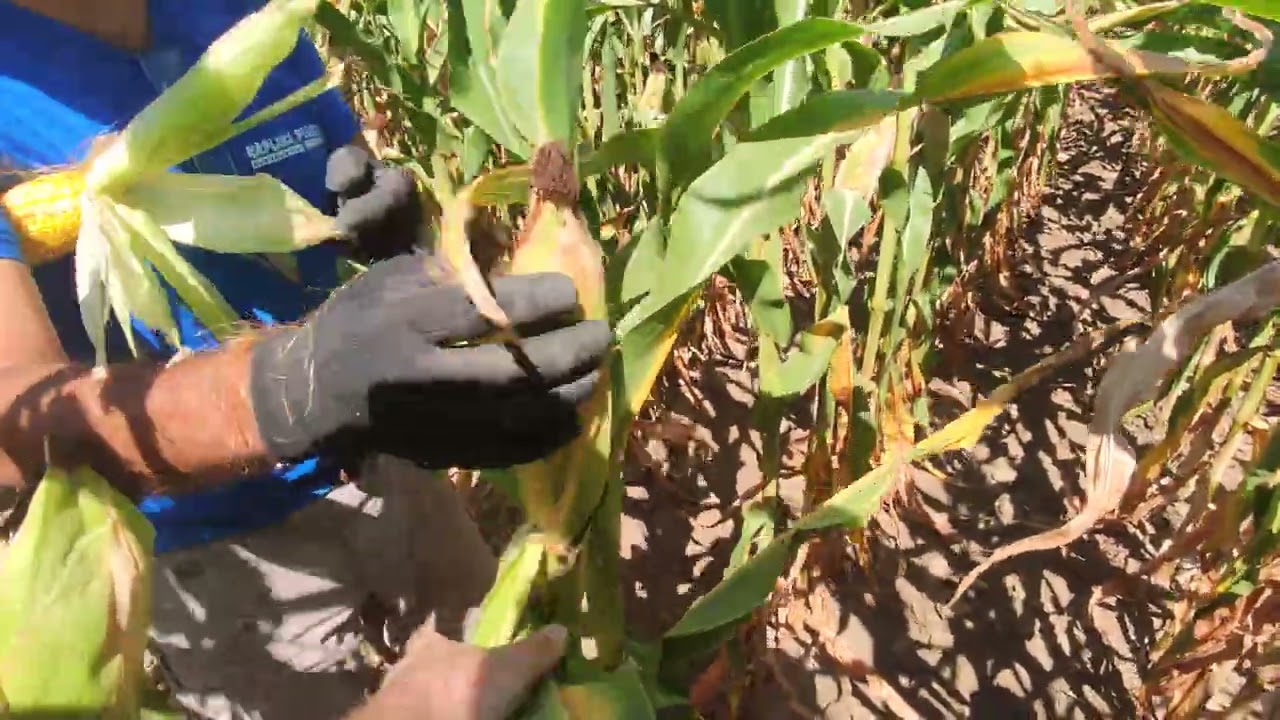 RWA tweetor, obilazak kukuruza drugi deo