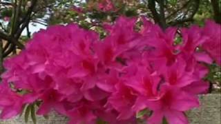 20100515.wmv