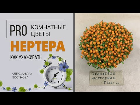 Видео: Нертера