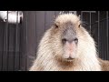 Listen to a Capybara Conversation, Mapleメープル。興味深いカピバラの会話興味深いカピバラの発声 聽楓樹水豚說話