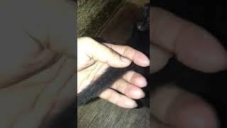 Anakan musang pandan ( jawa x lombok )