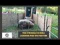 Loading Pigs - Pastured Pork Heading To Processing