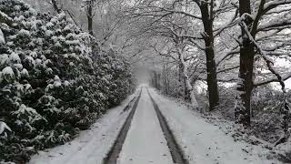 Trees forest snow